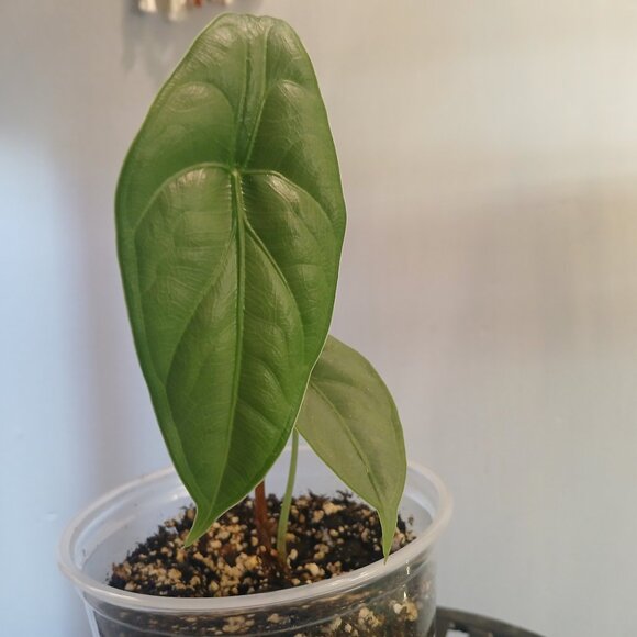 Alocasia Puncak Borneensis - Picture 5 of 6